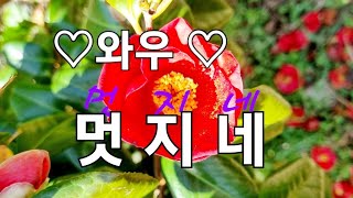 [백두한라예술단]공연중에서#북한 #예술 #현대#평양#공연#문화#감동 #충격