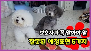 강아지에게 사랑한다고 표현하는 잘못된 대표적인 애정표현 5가지 【강아지 애정표현│강아지 사랑표현│강아지 사랑해】