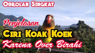 Penjelasan Ciri Lovebird Betina Single Fighter Koek Koek Karena Over Birahi