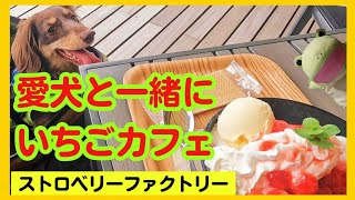 ドッグランもあるカフェが滋賀県草津市にあるので紹介します。【関西弁でしゃべる犬】