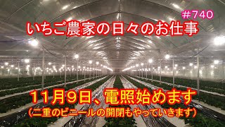 １１月９日、電照始めます（二重のビニールの開閉もやっていきます）　いちご農家の日々のお仕事　＃７４０