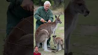 A smart newborn kangaroo called someone rescue the mother kangaroo stuck in barbad wire #animals