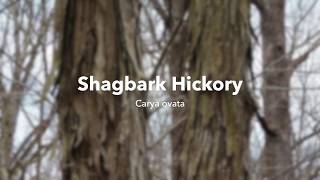 Shagbark Hickory