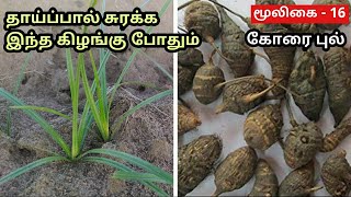 Korai Kilangu for Weight Loss | Korai Kizhangu Powder Uses for Face | கோரைகிழங்கு | Cyperus Rotundus