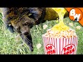 This Animal’s PEE Smells like Popcorn?!