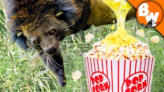 This Animal’s PEE Smells like Popcorn?!