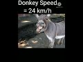 horse vs donkey best comparison shorts