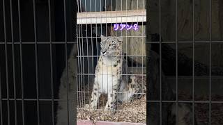 リアンの視線👀の先には… 東山動物園 ユキヒョウ #どうぶつ #zoo #動物園 #愛知 #animals #shorts #東山動植物園 #snowleopards #bigcat