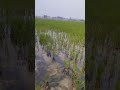 ఉదయం వేల మా వరి చేను పంట పొలంలో paddyfarming shorts