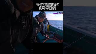 マグロを的確に締める船長 #shorts #トンジギ