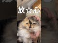 飼い主による限界を超えた猫吸い後、放心状態になる猫【ミヌエット姉妹の日常】 ミヌエット 猫 猫のいる暮らし ねこ吸い