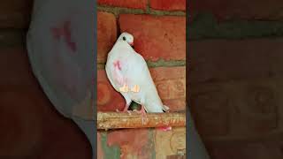 NASLI KABOOTAR #punjabi #kabotar #pigeon #newkabooter #now #kabutar #pakistanikabootar