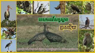 ទេសចរណ៍សត្វស្លាប​ត្មាតប៉ើយ​