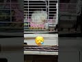 眠ってるだけなのに可愛い うさぎ rabbit 癒し bunny かわいい