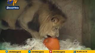 Zoo animals in Illinois Get Halloween Treats |  America