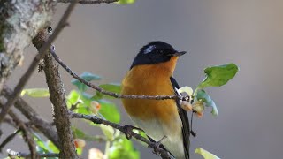 戸隠のムギマキ（午後編）