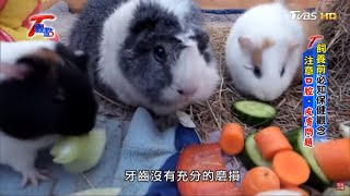 【T觀點之天竺鼠車車】飼養前必知保健觀念 注意口腔、皮膚問題 T觀點 20210306 (3/4)