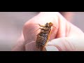 Biblical swarm! Billions of cicadas emerging after 17 years