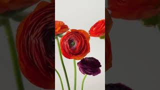 Meet Our Sister Brand: Floraprima – Home of Stunning Ranunculus \u0026 Anemones #Rosaprima #Floraprima