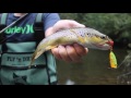 topwater trout