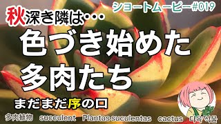 sm019【多肉植物】最低気温が10度を切った！紅葉スタート#Shorts