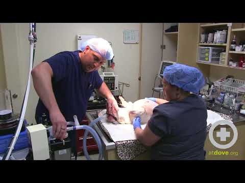 Moving an Anesthetized Veterinary Patient Moving an Anesthetized Veterinary Patient