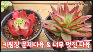 문제 다육이들 소환했어요~ 마그마금은 화분이 너무 작고, 사과마리아는 물차는 잎이 생기고 있습니다~ 분갈이하고 적심하고~