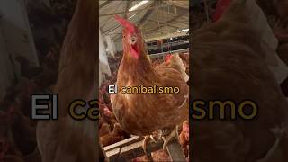 Canibalismo en GALLINAS PONEDORAS