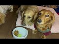 扉を開けるとそこには・・・【ミニチュアダックス犬】