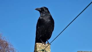 A Beautiful Crow