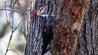 Male Pileated Woodpecker at Blackwater NWR