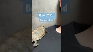 見られてる　Be watched…　#癒し動画　#cuteanimals　#イシガメ