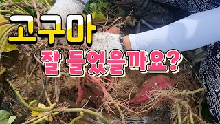 9월1일 고추밭 상태와 고구마 캐보기