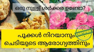 നിറഞ്ഞ് പൂവിടാൻ ഒരു മാജിക്ക് FERTILISER | flower fertiliser | rose growth | healthy foliage |big bud