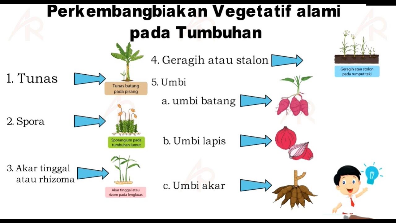 Tumbuhan Yang Berkembang Biak Dengan Cara Vegetatif - Homecare24