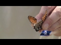 only place in pa. to see rare butterfly is susquehanna valley