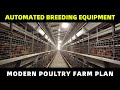 Automated equipment for poultry farming - Modern Chicken Farm