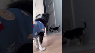 飼い主の目の前で堂々と靴下を盗んでいくチワワ(生後4ヶ月) #shorts #チワワ #犬のいる暮らし #あーめい