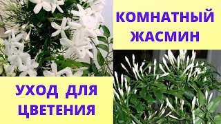 Мой жасмин цветет зимой. Почему жасмин не цветет. Уход в домашних в домашних условиях.