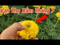 kỹ thuật trồng vạn thọ rằm tháng 7 - khắc phục nở trễ cho mùa mưa