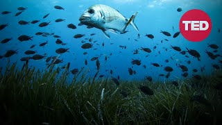 The Unexpected, Underwater Plant Fighting Climate Change | Carlos M. Duarte | TED Countdown