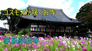 【４Ｋ】コスモスが咲くお寺・奈良般若寺 Temple where cosmos blooms .Hannyaji Temple in Nara