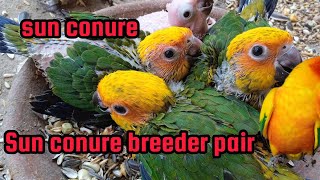 Sun conure breeder pair last breed seacon 2023/2024 sun conure seacon end /sun conure 4 babys.