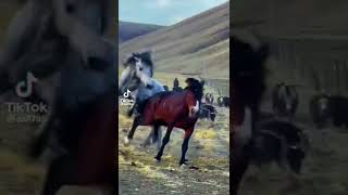 Real horse fighting!