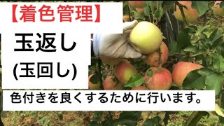 【着色管理】玉返し(玉回し)色付きを良くするための作業。2020年9月18日昂林