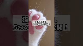 猫の不思議　５つの不思議大公開！ #cat #猫 #愛猫ライフ#雑学#肉球#猫