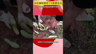 运气爆棚！全红婵除草捡了6条野生瓜，干个农活还能收到意外惊喜