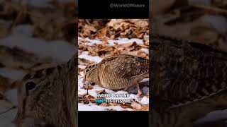 Why Woodcock Bird Dance? #shorts