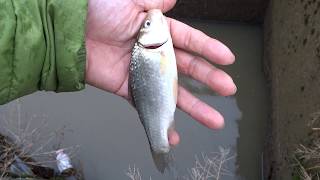 農道脇の小さな水路でマブナ釣り2