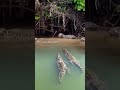 DANGEROUS ! Buaya Menyerang macan tutul yang sedang menyeberangi sungai #animals #shorts